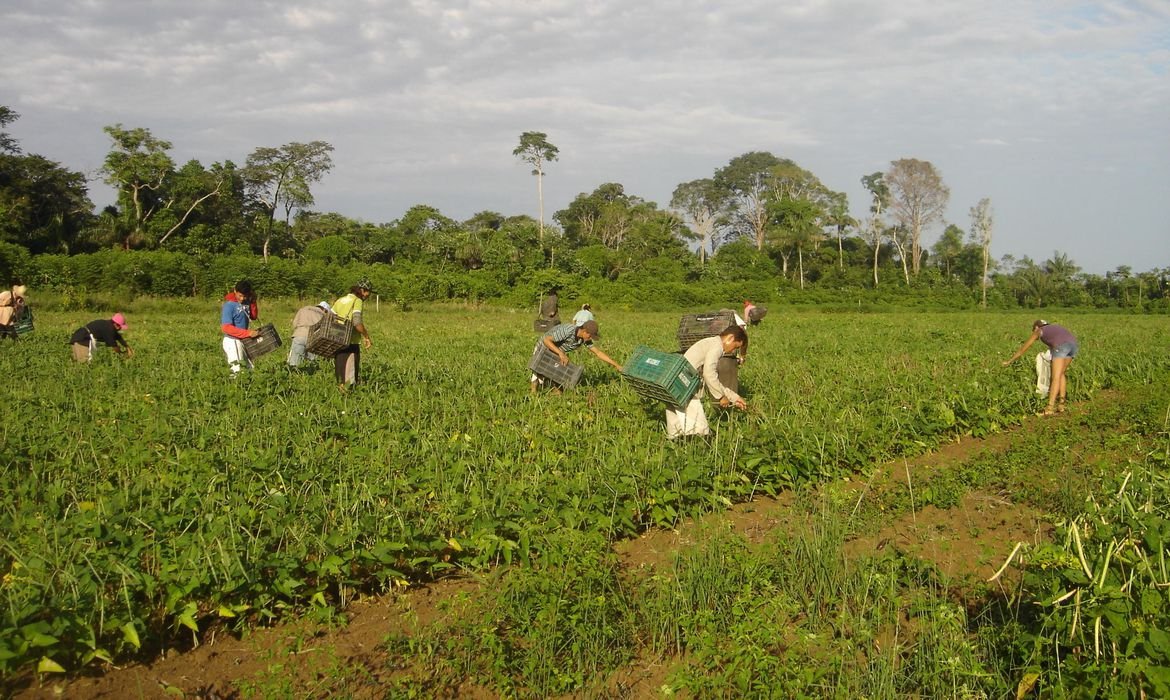 agricultores familiares colhem feijao caupi   emanuel cavalcante   embrapa amapa 1