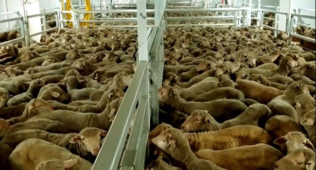 exportacao-de-animais-vivos-e-crueldade-e-pessimo-negocio-para-o-brasil
