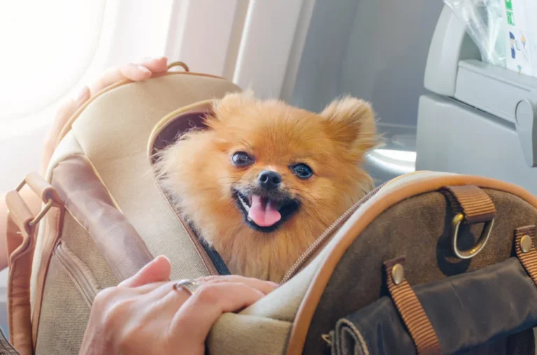 azul libera transporte de pets com ate 10 kg na cabine do aviao conexao123 2