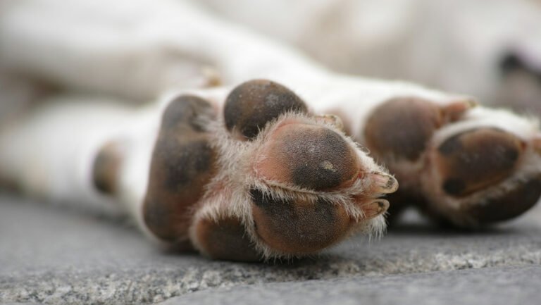 cadastro de condenados por maus tratos a animais e aprovado pela