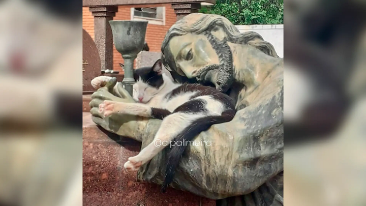 gata dormindo