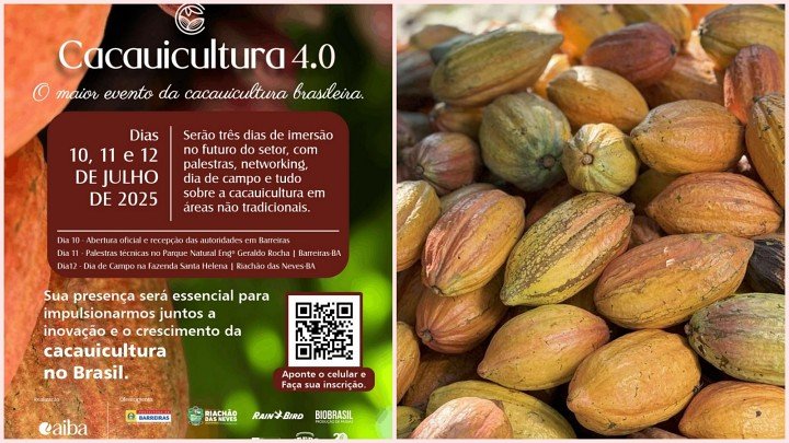 cacauicultura 26062025