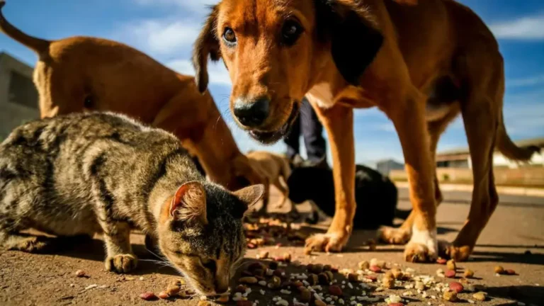 Caes e Gatos de rua 21092025
