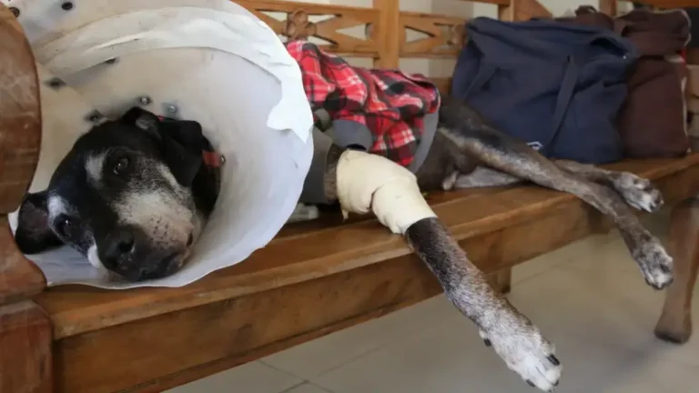 Exercicio ilegal da veterinaria 10082025
