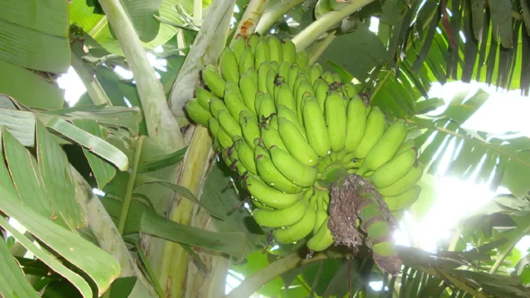 Banana resitente embrapa 17112025 1