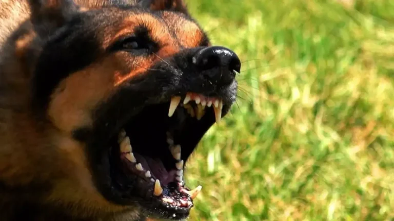 cachorro feroz 01122025